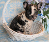 ICA Registered Frenchton For Sale Mansfield, OH Male - Archie