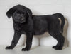 Labrador Retriever Mix For Sale Sugarcreek, OH Female- Missy