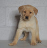 Labrador Retriever Mix For Sale Sugarcreek, OH Male- Winston