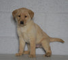 Labrador Retriever Mix For Sale Sugarcreek, OH Male- Winston