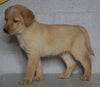 Labrador Retriever Mix For Sale Sugarcreek, OH Male- Winston