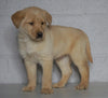 Labrador Retriever Mix For Sale Sugarcreek, OH Male- Winston