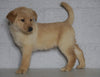 Labrador Retriever Mix For Sale Sugarcreek, OH Male- Rufus