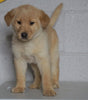 Labrador Retriever Mix For Sale Sugarcreek, OH Male- Rufus
