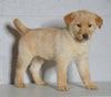 Labrador Retriever Mix For Sale Sugarcreek, OH Male- Rufus