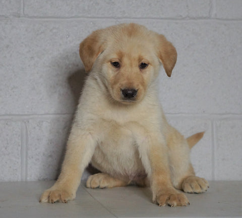 Labrador Retriever Mix For Sale Sugarcreek, OH Male- Clay