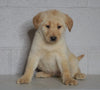 Labrador Retriever Mix For Sale Sugarcreek, OH Male- Clay
