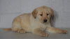 Labrador Retriever Mix For Sale Sugarcreek, OH Male- Clay