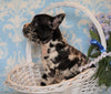 ICA Registered Frenchton For Sale Mansfield, OH Male - Rocky