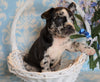 ICA Registered Frenchton For Sale Mansfield, OH Male - Rocky