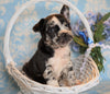 ICA Registered Frenchton For Sale Mansfield, OH Male - Rocky