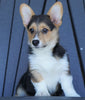 AKC Registered Pembroke Welsh Corgi For Sale Millersburg, OH Male- Wyatt