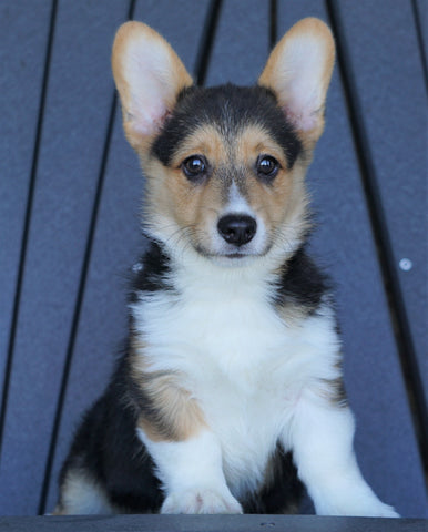 AKC Registered Pembroke Welsh Corgi For Sale Millersburg, OH Male- Wyatt