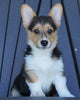 AKC Registered Pembroke Welsh Corgi For Sale Millersburg, OH Male- Wyatt