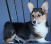 AKC Registered Pembroke Welsh Corgi For Sale Millersburg, OH Male- Wyatt