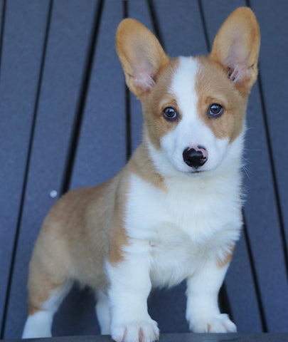 AKC Registered Pembroke Welsh Corgi For Sale Millersburg, OH Male- Basil