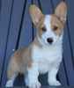 AKC Registered Pembroke Welsh Corgi For Sale Millersburg, OH Male- Basil