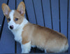 AKC Registered Pembroke Welsh Corgi For Sale Millersburg, OH Male- Basil