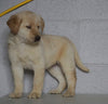 Labrador Retriever Mix For Sale Suagrcreek, OH Female-Lily