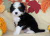Mini Bernedoodle *TRI COLOR* For Sale Fredericksburg, OH Male- Oliver