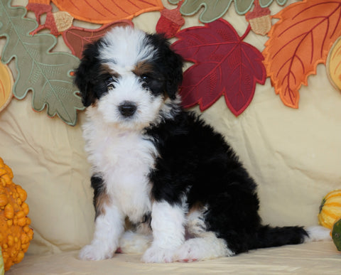 Mini Bernedoodle *TRI COLOR* For Sale Fredericksburg, OH Male- Oliver
