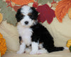 Mini Bernedoodle *TRI COLOR* For Sale Fredericksburg, OH Male- Oliver