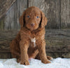 F2 Medium Goldendoodle For Sale Holmesville, OH Female- Heidi