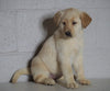 Labrador Retriever Mix For Sale Suagrcreek, OH Female-Lily