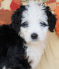 Mini Bernedoodle *TRI COLOR-BLUE EYES* For Sale Fredericksburg, OH Female- Stella
