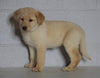 Labrador Retriever Mix For Sale Sugarcreek, OH Female- Alexa