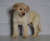 Labrador Retriever Mix For Sale Sugarcreek, OH Female- Alexa