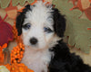 Mini Bernedoodle *TRI COLOR-BLUE EYES* For Sale Fredericksburg, OH Female- Stella
