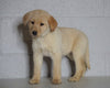 Labrador Retriever Mix For Sale Sugarcreek, OH Female- Alexa