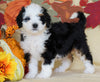 Mini Bernedoodle *TRI COLOR* For Sale Fredericksburg, OH Female- Sasha