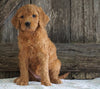 F2 Medium Goldendoodle For Sale Holmesville, OH Female- Hannah