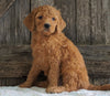 F2 Medium Goldendoodle For Sale Holmesville, OH Female- Hannah