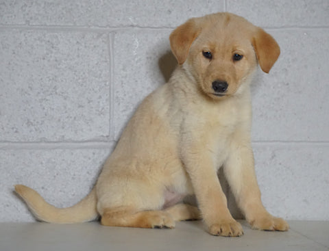 Labrador Retriever Mix For Sale Sugarcreek, OH Female- Alexa