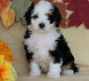 Mini Bernedoodle *TRI COLOR* For Sale Fredericksburg, OH Female- Sasha