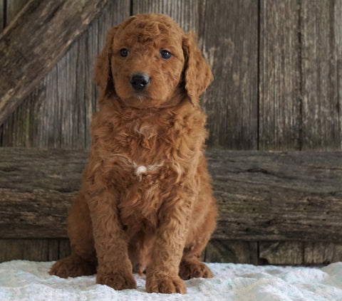 F2 Medium Goldendoodle For Sale Holmesville, OH Male- Harrison