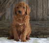 F2 Medium Goldendoodle For Sale Holmesville, OH Male- Harrison