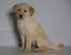Labrador Retriever Mix For Sale Sugarcreek, OH Female- Alexa