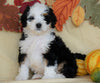 Mini Bernedoodle *TRI COLOR* For Sale Fredericksburg, OH Female- Sasha