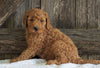 F2 Medium Goldendoodle For Sale Holmesville, OH Male- Hank