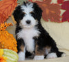 Mini Bernedoodle *TRI COLOR* For Sale Fredericksburg, OH Female- Cutie