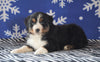Australian Shepherd For Sale Wooster, OH Female - Sadie