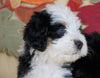 Mini Bernedoodle *TRI COLOR-BLUE EYES* For Sale Fredericksburg, OH Male- Dakota