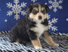 Australian Shepherd For Sale Wooster, OH Female - Roxy