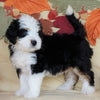 Mini Bernedoodle *TRI COLOR-BLUE EYES* For Sale Fredericksburg, OH Male- Dakota