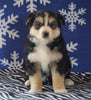 Australian Shepherd For Sale Wooster, OH Female - Roxy