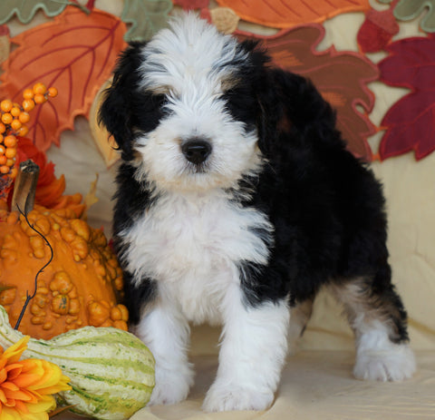 Mini Bernedoodle *TRI COLOR-BLUE EYES* For Sale Fredericksburg, OH Male- Dakota